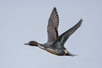 Northern Pintail 多々良沼公園 Fri, 12/15/2023