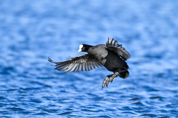 オオバン 多々良沼公園 2023年12月21日(木)