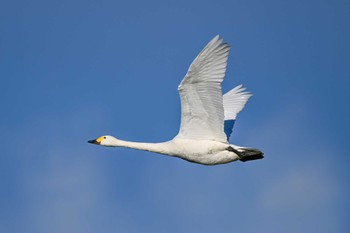 オオハクチョウ 多々良沼公園 2023年12月21日(木)