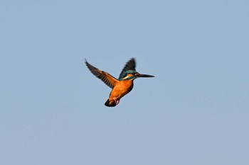 Common Kingfisher 黒浜沼 Fri, 12/22/2023