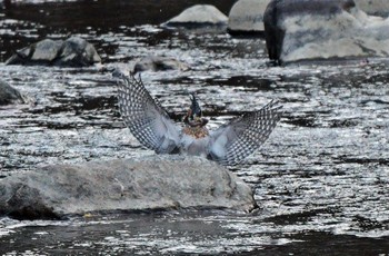 Crested Kingfisher Unknown Spots Unknown Date