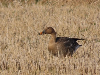 Taiga Bean Goose 斐伊川河口 Wed, 1/5/2022