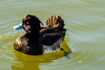 Tufted Duck Shinobazunoike Sun, 12/17/2023