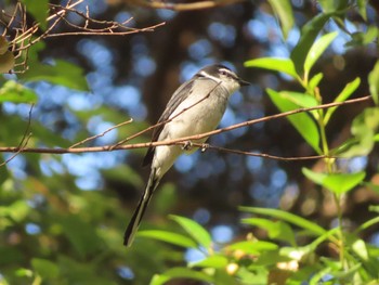 2023年12月22日(金) 水元公園の野鳥観察記録