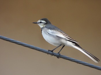 White Wagtail 山口県 Sun, 12/10/2023