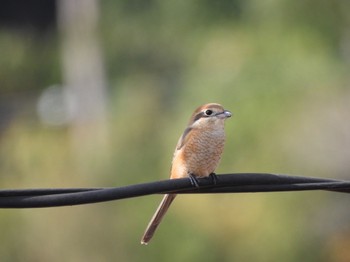 Bull-headed Shrike 山口県 Sun, 12/10/2023