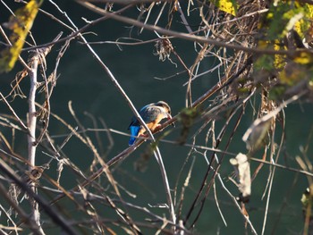 カワセミ 大堀川水辺公園 2023年12月21日(木)