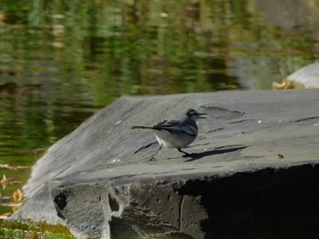 Fri, 12/22/2023 Birding report at Hibiya Park