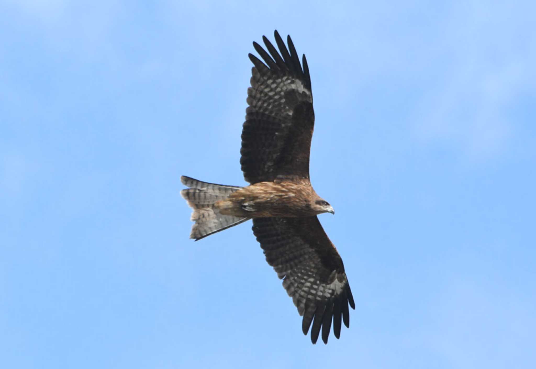 Photo of Black Kite at 六郷橋緑地 by TOM57