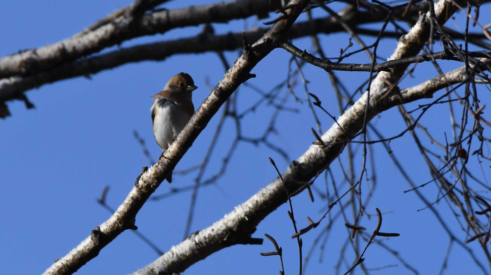 Brambling