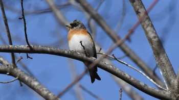 2023年12月17日(日) 女神湖の野鳥観察記録