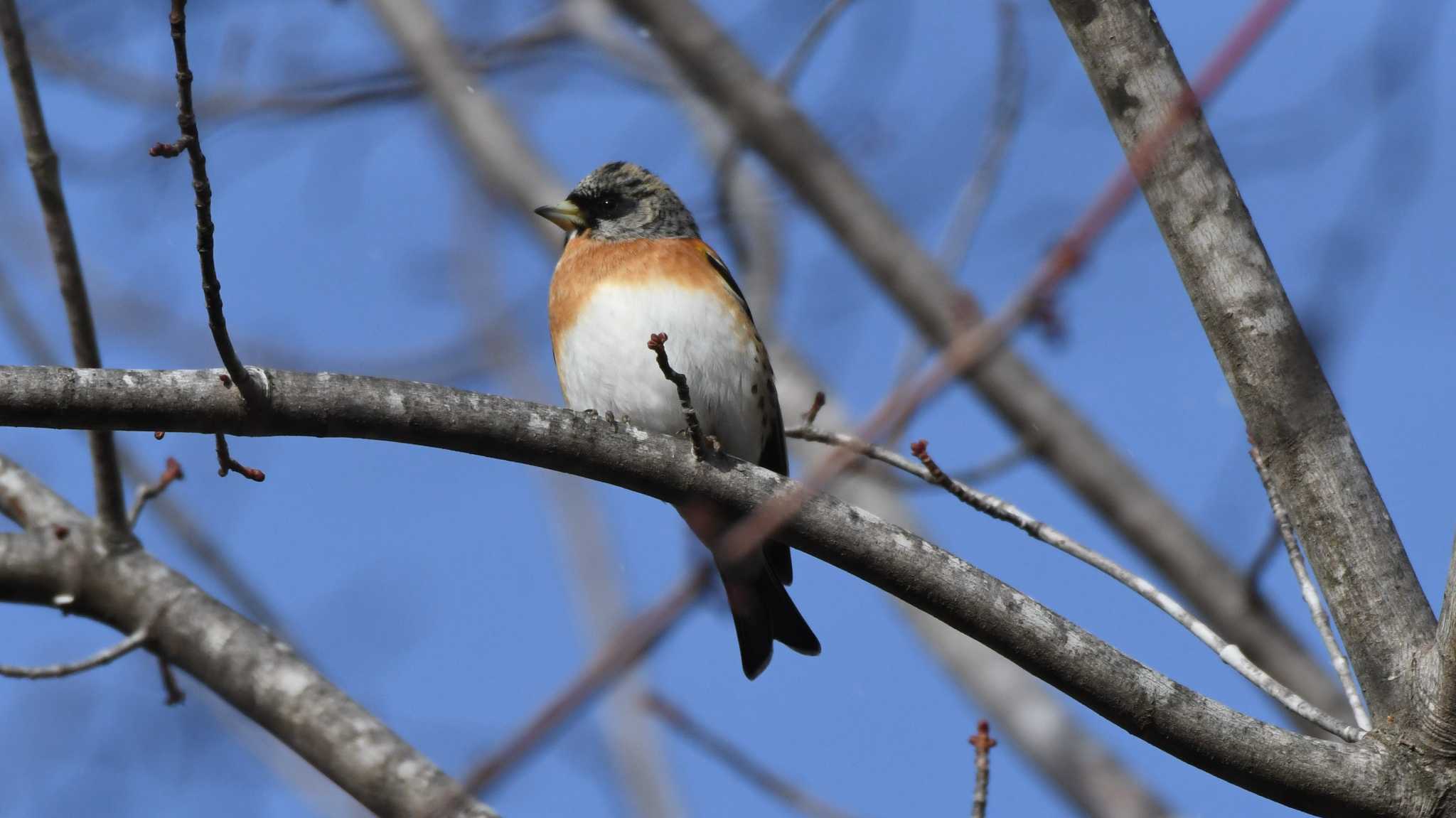 Photo of Brambling at 女神湖 by ao1000