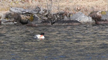 Common Merganser 女神湖 Sun, 12/17/2023