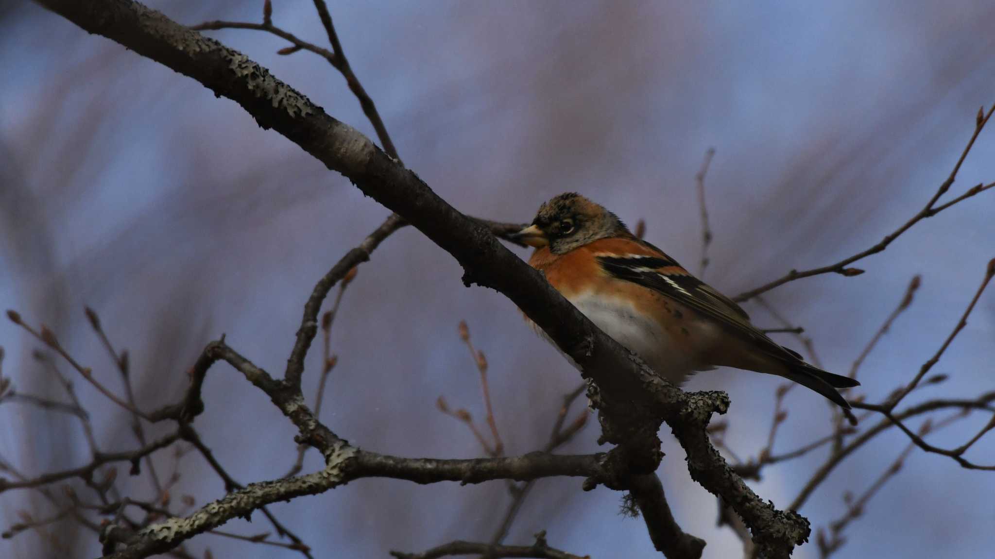 Photo of Brambling at 女神湖 by ao1000