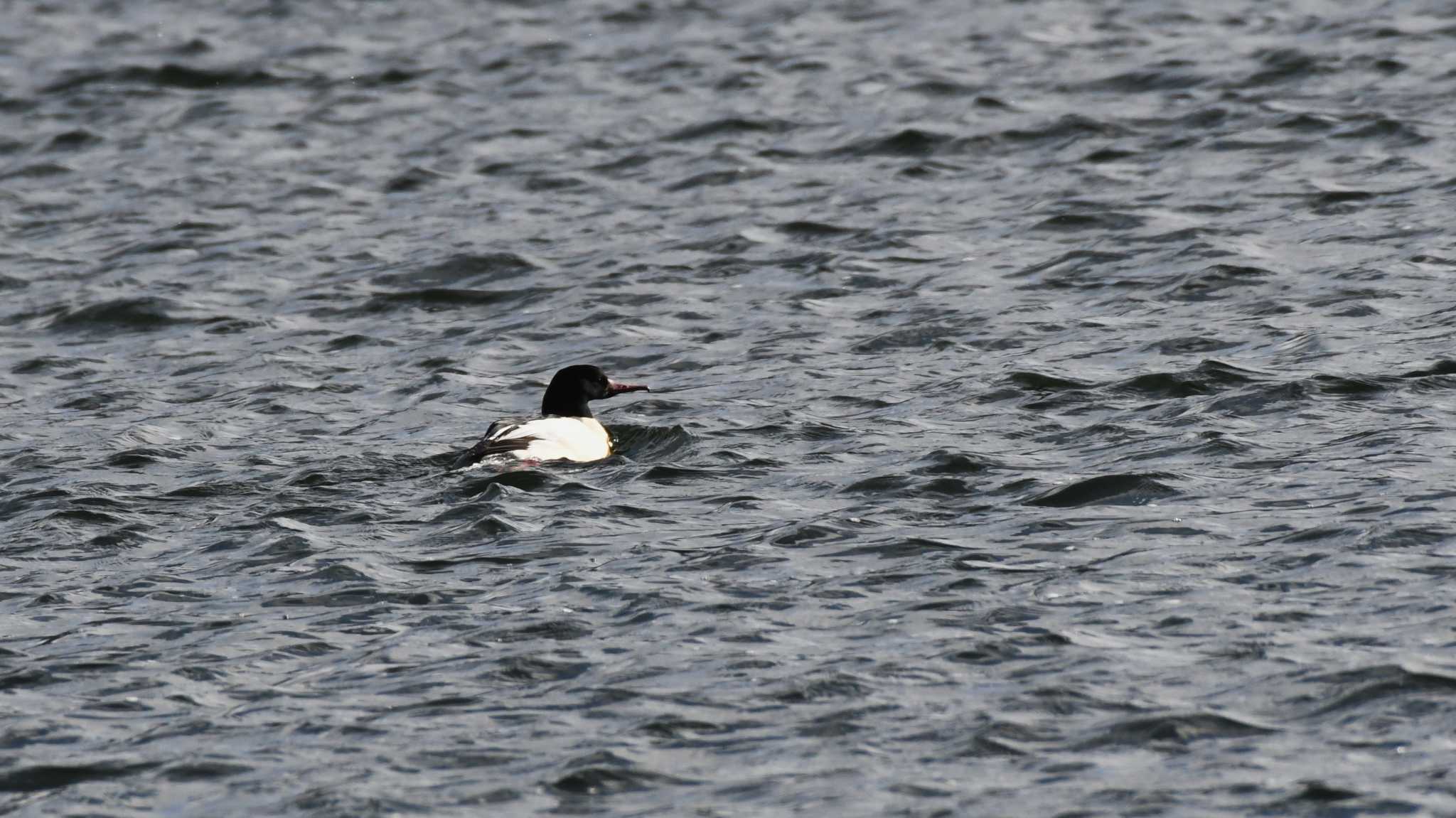 Common Merganser