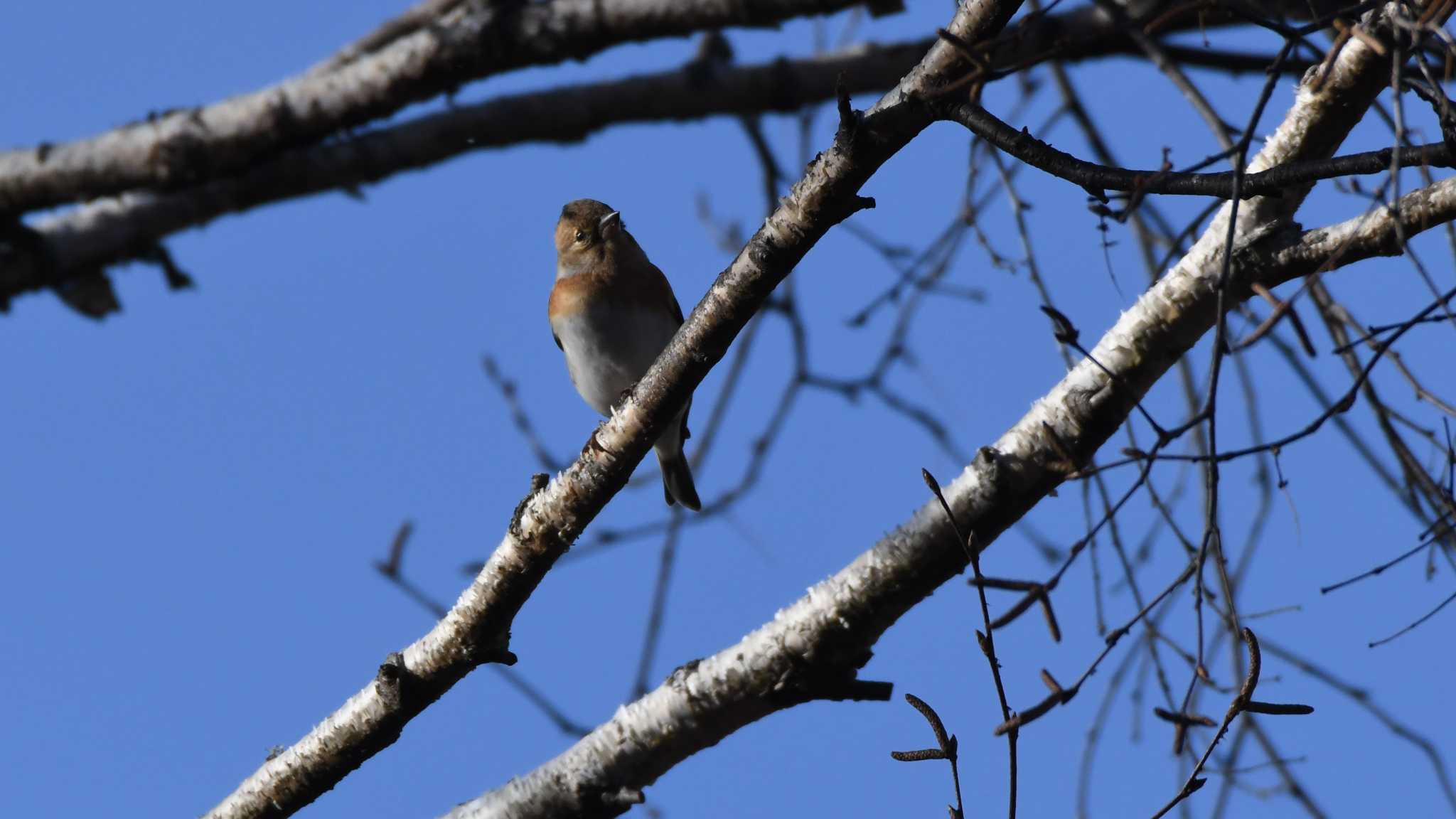 Photo of Brambling at 女神湖 by ao1000