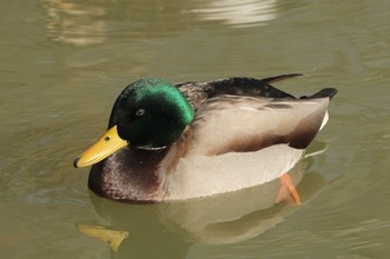 マガモ 大沼公園(北海道七飯町) 2023年12月20日(水)