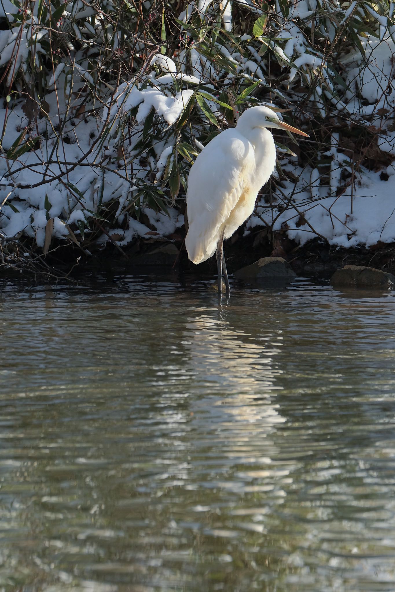 Photo of Great Egret at 大沼公園(北海道七飯町) by aka13554