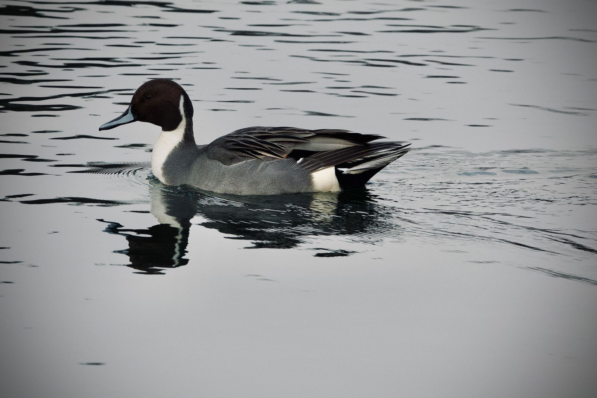 Photo of Northern Pintail at 恵庭中央公園 by ウレシカ