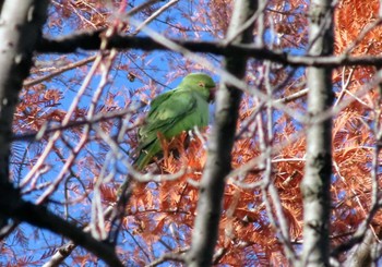 Indian Rose-necked Parakeet 仙川平和公園(三鷹市) Sun, 12/17/2023