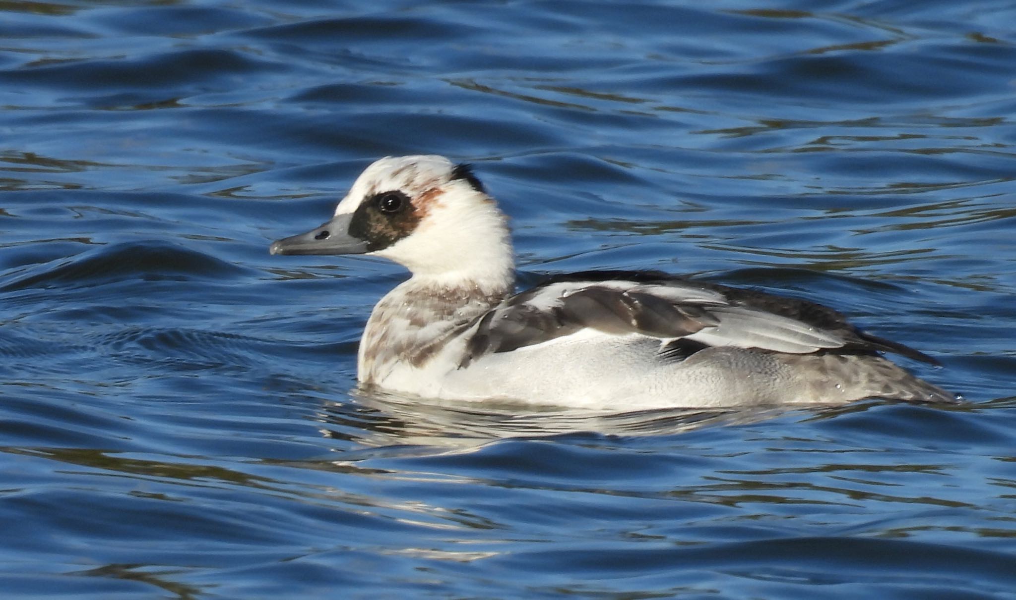 Photo of Smew at 落合公園 by ちか