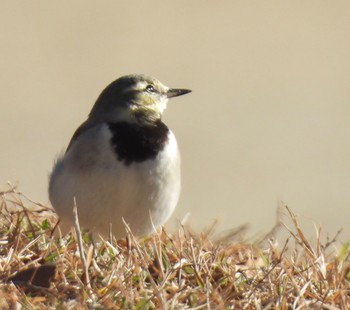 White Wagtail 落合公園 Thu, 12/21/2023