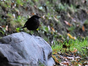 Chinese Blackbird ロンドン近郊 Tue, 10/16/2018