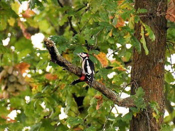 Great Spotted Woodpecker ロンドン近郊 Tue, 10/16/2018