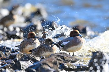 Eurasian Wigeon 多々良沼公園 Thu, 12/21/2023