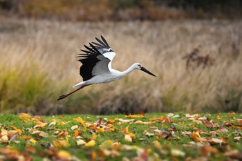 コウノトリ 多々良沼公園 2023年11月26日(日)