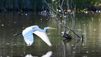 Great Egret 鶴ヶ池 Wed, 12/13/2023