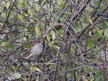 House Sparrow ロンドン近郊 Tue, 10/16/2018