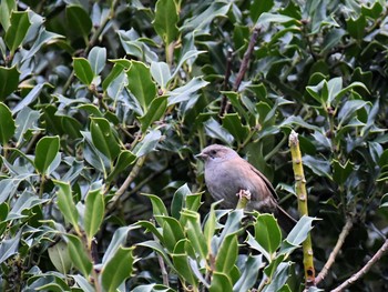 Dunnock