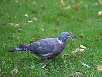 Common Wood Pigeon ロンドン近郊 Tue, 10/16/2018