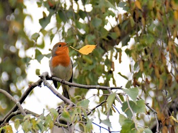 European Robin ロンドン近郊 Tue, 10/16/2018