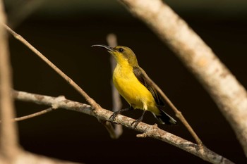 キバラタイヨウチョウ ウブド 2018年10月8日(月)