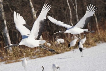 タンチョウ 鶴居村 2023年12月23日(土)