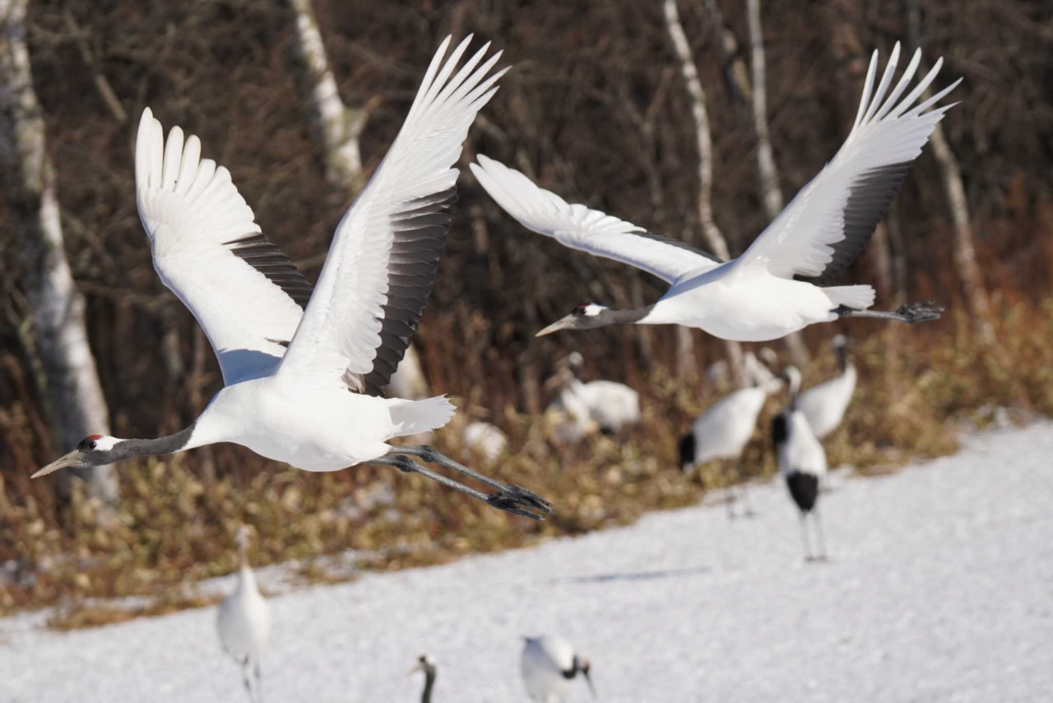 Photo of Red-crowned Crane at 鶴居村 by Kたろー