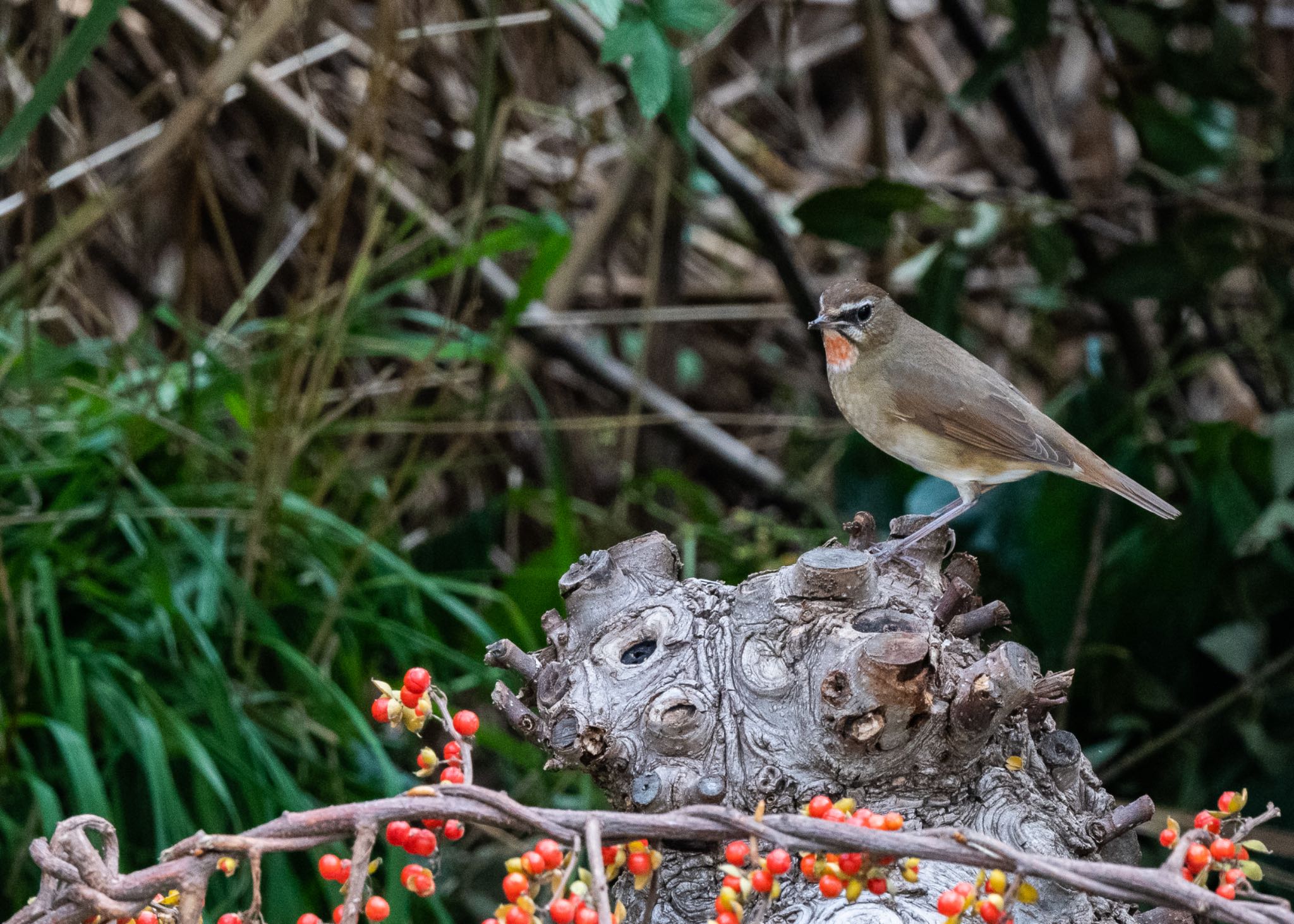 Photo of Siberian Rubythroat at さいたま市 by しゃちく(週末のすがた)