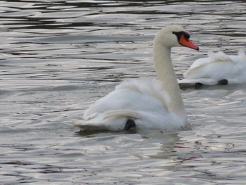 Mute Swan 斐伊川河口 Wed, 1/5/2022