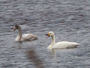 Thu, 1/6/2022 Birding report at 斐伊川