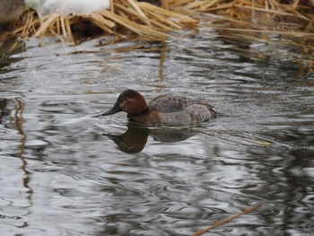 Canvasback 富岩運河環水公園 Sat, 12/23/2023