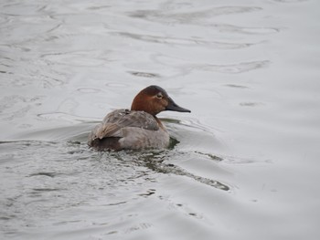 Canvasback 富岩運河環水公園 Sat, 12/23/2023