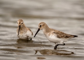 Dunlin Sambanze Tideland Fri, 10/12/2018