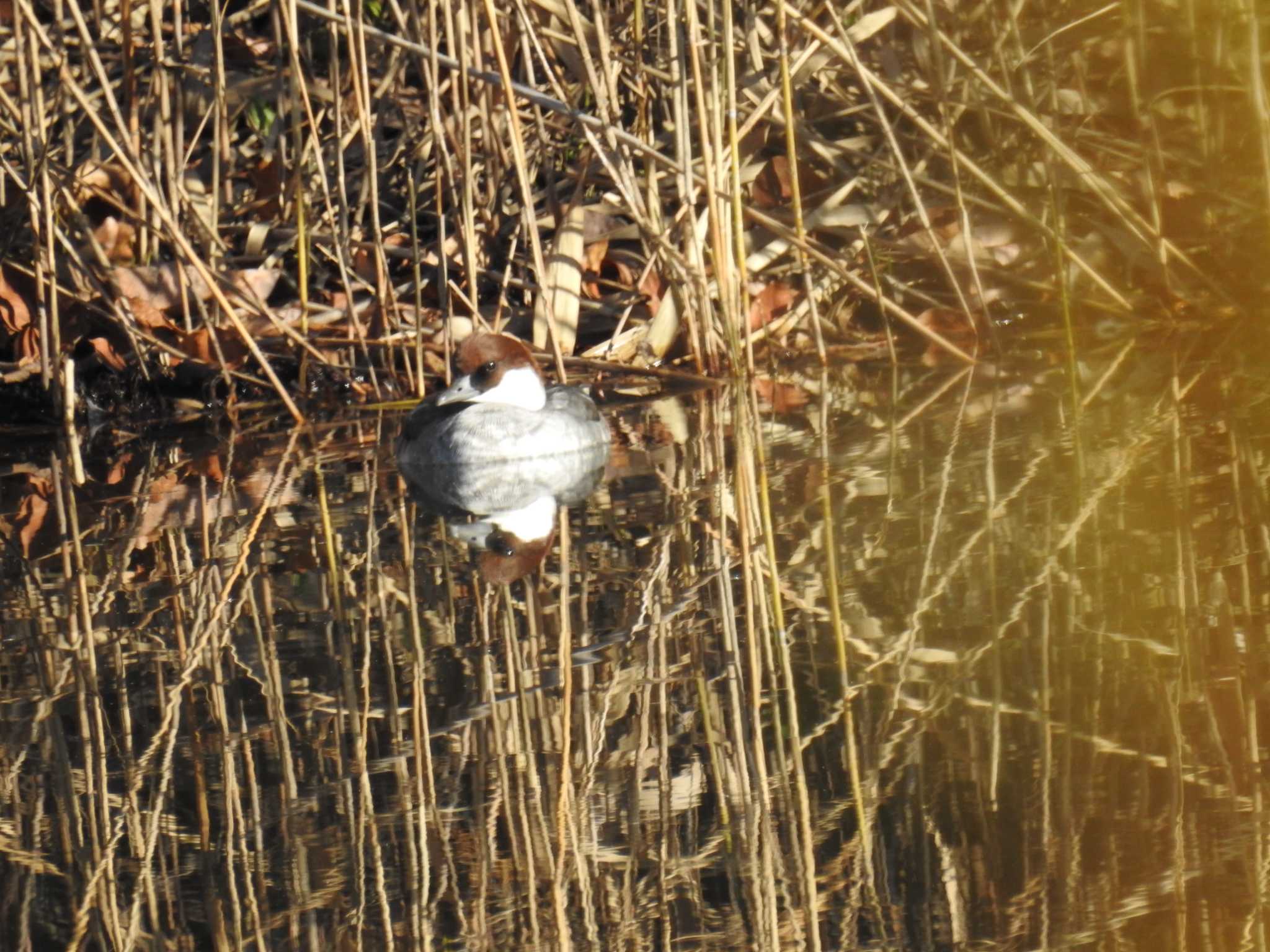 Smew