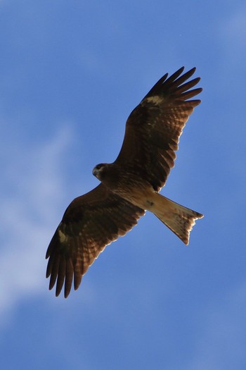 Black Kite Watarase Yusuichi (Wetland) Sat, 10/20/2018