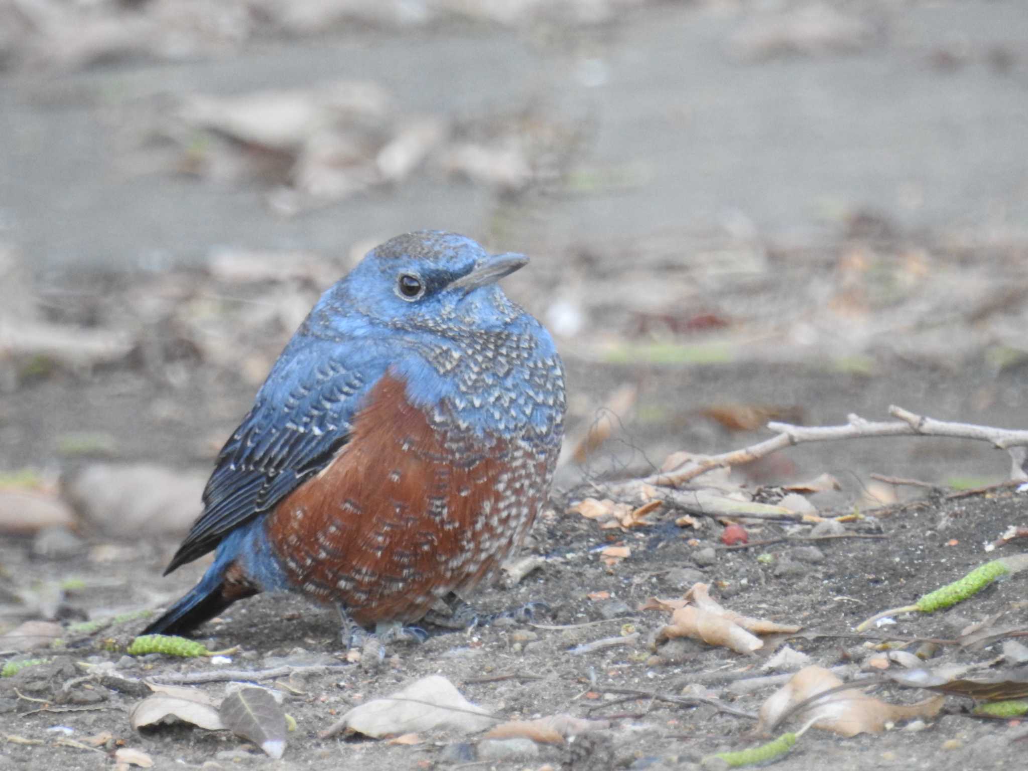 Blue Rock Thrush