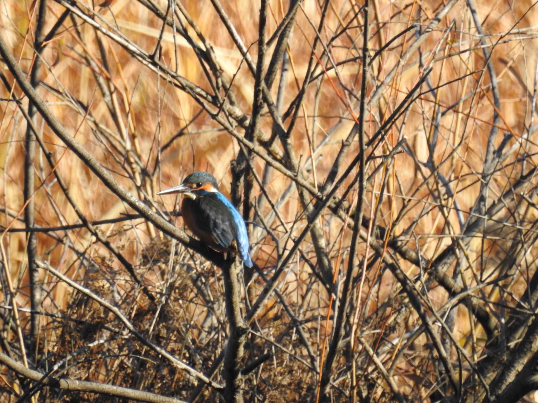 Common Kingfisher