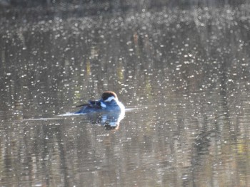 2023年12月23日(土) 新横浜公園の野鳥観察記録