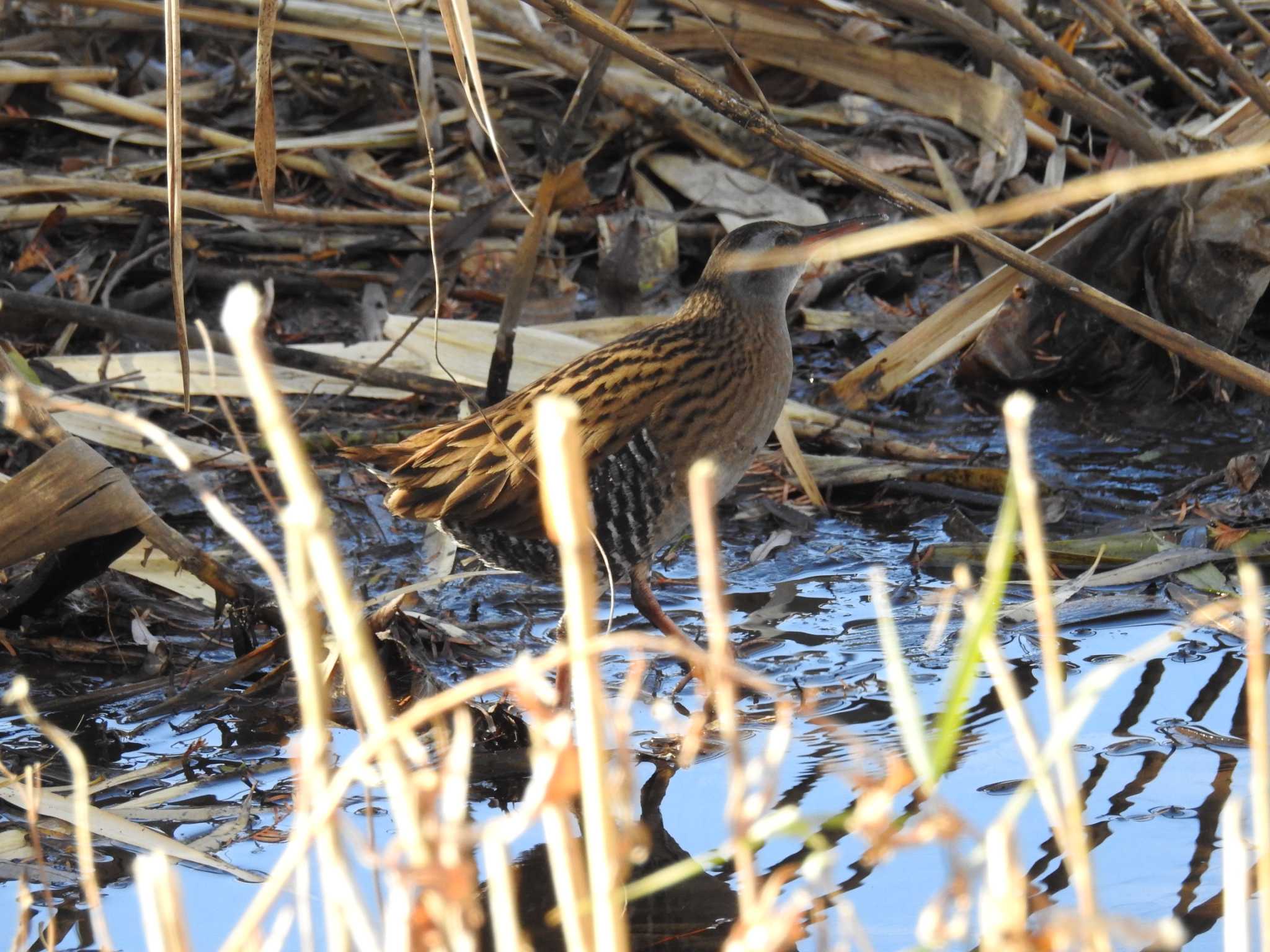 Brown-cheeked Rail